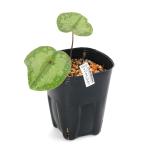 ( луговые и горные травы ) can AOI ( холод .)iwata can AOI ( Iwata холод .) 3 номер (1 pot )