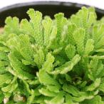 ( луговые и горные травы )sida(. зуб ) товар вид серия iwahiba желтый золотой .(ougonni type )2.5~3 номер (1 pot ) классика садоводство 