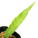 （山野草）シダ（羊歯）ヒトツバシケシダ（一ッ葉湿気羊歯）３号（１ポット）宿根…