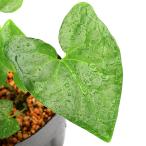 ( луговые и горные травы ) can AOI ( холод .) Ran you AOI (. лист .) синий ось элемент сердце 3 номер (1 pot ) классика садоводство 