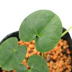 ( луговые и горные травы ) can AOI ( холод .) синий ось красный цветок hi механизм n AOI (. холод .) три слоя префектура производство 3 номер (1 pot ) классика садоводство 