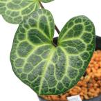 ( луговые и горные травы ) can AOI ( холод .) черепаха . лист senkak can AOI 3 номер (1 pot ) классика садоводство 