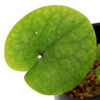 ( луговые и горные травы ) носорог sin( маленький .)odo Rico носорог sin3 номер (1 pot )