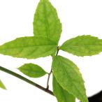 ( луговые и горные травы ) Kinokuni szkake3 номер (1 pot )(.. состояние )