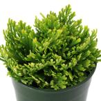 ( луговые и горные травы )sida(. зуб ) товар вид серия iwahiba мелкий рисунок .( common ni type )2.5~3 номер (1 pot ) классика садоводство 