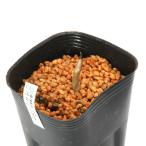 ( луговые и горные травы ) тонн наан shou( небо юг звезда ) узор лист yukimochi saw ( узор лист снег моти .) 3 номер (1 pot )(.. состояние )