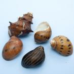  раковина ..... раковина пресная вода . Mix (..10~15mm)(5 шт )( вид оставив решение кому-то другому )