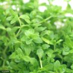 ( водоросли ) pearl-grass ( водный лист )( нет пестициды )(1 упаковка минут )