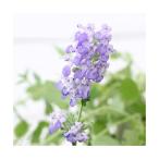 ( декоративное растение ) трава рассада мята кошка mint blue 3 номер (1 pot ) огород 