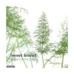 ハーブ苗フェンネルスイート３号家庭菜園