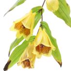 ( луговые и горные травы ) ho totogis(...)ki ненормальность low ho totogis(..jou low ho totogis) 3 номер (1 pot )(.. состояние )