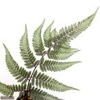 ( луговые и горные травы )sida(. зуб )ni type sida(.. зуб asilium)3 номер (1 pot ). корень .(.. состояние )