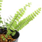 ( луговые и горные травы )sida(. зуб ) коричневый sensida(as pre nium Toriko manes)3 номер (1 pot ) вечнозеленый . много год .