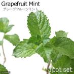 ( декоративное растение ) трава рассада мята грейпфрут 3 номер (3 pot ) огород 