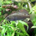 オーストラリアン・シーパーチＳサイ...