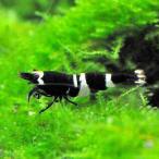 無選別ブラックシャドーシュリンプ北...