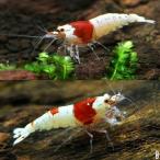 ( креветка ) Red Bee Shrimp "солнечный круг" * Mothra комплект Hokkaido * Kyushu авиапочта необходимо теплоизоляция 