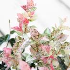 ( декоративное растение ) трахелоспермум азиатикум ( первый снег .) подвешивание горшок модель 6~7 номер (1 горшок )