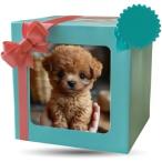 Sediven робот собака игрушка многофункциональный собака .... собака soft модель животное. голос подлинный . звук управление ....