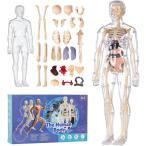 YoXinKau 人体模型おもちゃ 子供おもちゃ 人体モデル 人体解剖モデル 内臓取り外し可能 解
