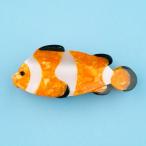 ククシュゼット 正規商品 ヘア アクセ クリップ かわいい 海 夏 魚 生き物 Coucou Suzette カクレクマノミ ヘアクロー Clownfish Claw