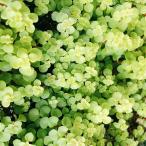多肉植物/セダム/グランドカバー/...