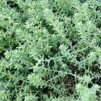 多肉植物/セダム/グランドカバー/...