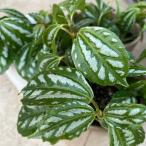植物/ピレア　カディエレイ　３本/霜注意（〜50g以内：月曜日発送：8月10…