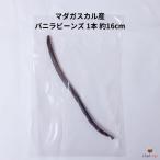 madaga Skull производство vanilla beans 1 шт. примерно 16cm vanilla. ..