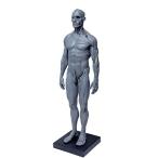 Abz Company人体 筋肉 模型 30cm 人体模型 医学 解剖 教育 整形 外科 絵画 モデル デッサン 男性 女性 グレー 自立