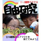 ショッピング自由研究 自由研究 種 夏休み 小学生 家庭菜園 スプラウト 豆苗 もやし ブロッコリーの新芽 かいわれ大根 メール便 サラダコスモ ちこり村