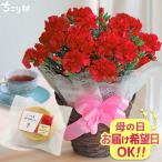 母の日 2025 ギフト 花とスイーツ プレゼント カーネーション 5号鉢 ＋ ミニバームクーヘン セット 送料無料