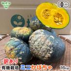 (訳あり) 有機ミニかぼちゃ 16kg ミニ南瓜 小玉南瓜 有機栽培 鹿児島県産 B品 わけあり 規格外 フードロス 有機JAS オーガニック 発送期間7〜8月