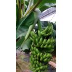 ショッピング21夏 「ドワーフ台湾」バナナ苗　（背が低い台湾バナナ品種）