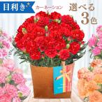 カーネーション 鉢植え 5号 母の日 ギフト プレゼント 赤 ピンク オレンジ レッド 生花 鉢花 花鉢 【5月6日~11日にお届け】
