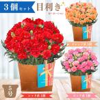 【3個セット】カーネーション 鉢植え 5号 母の日 ギフト プレゼント 赤 ピンク オレンジ レッド 生花 鉢花 花鉢 【5月6日~11日にお届け】