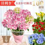 【おまかせ】 鉢植え 5号 母の日 【100種類以上から目利きセレクト】 【5月6日~11日にお届け】 ギフト プレゼント 鉢花 アジサイ バラ カラー アンスリウム