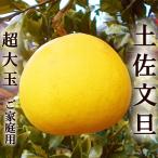 ショッピング文旦 文旦 土佐文旦 約10kg 大玉3〜4Ｌサイズ限定 露地ぶんたん 高知産 光センサー選果 ご家庭用 送料無料 文旦 ブンタン ぶんたん ギフト みかん