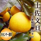 文旦 土佐文旦 5kg 露地ぶんたん 高知産 光センサー選果 ご家庭用 Ｌ〜3Ｌサイズ 送料無料 文旦 ブンタン ギフト みかん