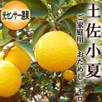 こなつ 土佐小夏 2キロ 高知産 ご家庭用 М〜Ｌサイズ 光センサー選果 送料無料 小夏 こなつ ニューサマーオレンジ 日向夏 糖度 プレゼント 母の日 お中元