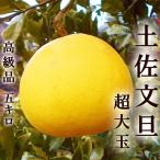 ショッピング文旦 文旦 土佐文旦 5kg 大玉3〜4Ｌサイズ限定 化粧箱入 露地ぶんたん 高知産 光センサー選果 ご贈答用 送料無料 文旦 ぶんたんギフト みかん