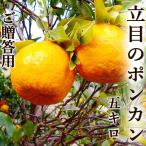 pon can . глаз. pon can примерно 5 kilo Kochi производство бесплатная доставка L~3L размер ... для высококлассный товар ..... мыс город .no внутри местного производства высота ... серия низкий ... серия .. высота сахар раз 