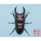 即ブリ17年羽化【WK】 単品 能勢YG血統オオクワガタ87.8ミリ♂ wk1801231440