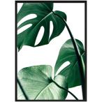 デザイナーズアート PLANT FILE モンステラ1 インテリア雑貨 インテリア パネル 額付きポスター 30×40×5cm