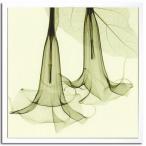 取寄品 Steven N. Mayers Datura ISM-14124 X-Ray PHOTOGRAPHYポスター額付 送料無料