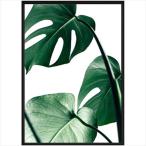 デザイナーズアート PLANT FILE モンステラ1 インテリア雑貨 インテリア パネル 額付きポスター 30×40×5cm 爆買