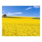 Yahoo! Yahoo!ショッピング(ヤフー ショッピング)キャンバスアート Petit Canvas Art 菜の花畑 500x400mm 美工社