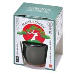  культивирование комплект HACO MAME бонсай культивирование комплект чёрный сосна Тунберга . новый керамика 