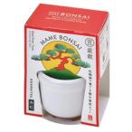  культивирование комплект HACO MAME бонсай культивирование комплект белый красный сосна . новый керамика 