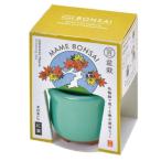  культивирование комплект HACO MAME бонсай культивирование комплект зеленый клен . новый керамика 